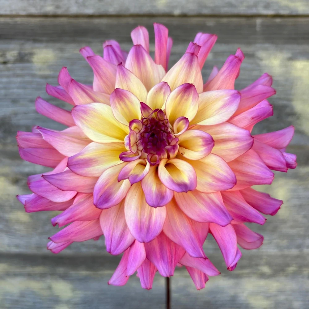 Bahama Mama Dahlia Seeds - 40+ Pollinator Friendly Heirloom Flower Seed Mix - Image 15