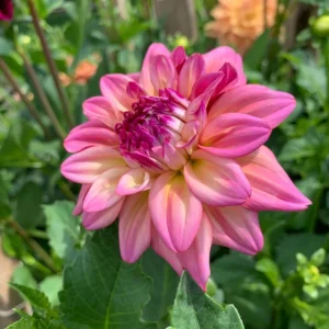 Bahama Mama Dahlia Seeds - 40+ Pollinator Friendly Heirloom Flower Seed Mix - Image 16