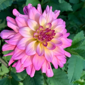Bahama Mama Dahlia Seeds - 40+ Pollinator Friendly Heirloom Flower Seed Mix - Image 17