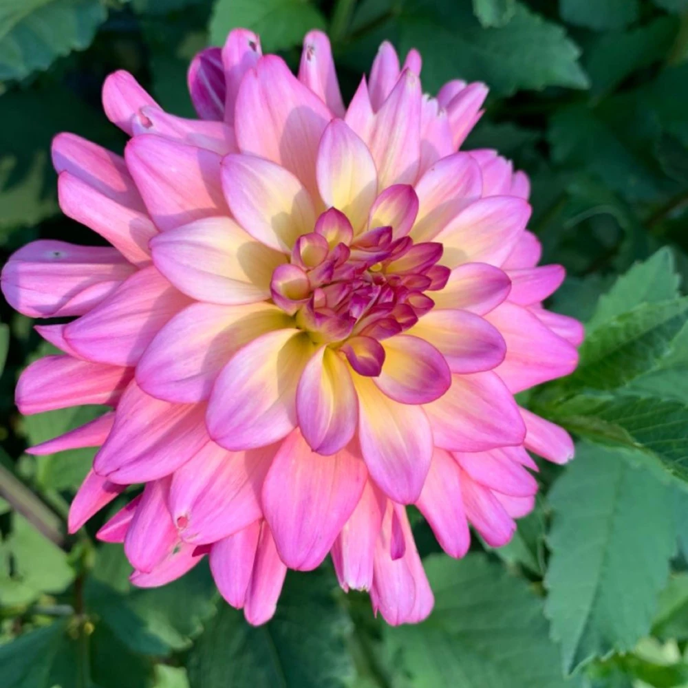 Bahama Mama Dahlia Seeds - 40+ Pollinator Friendly Heirloom Flower Seed Mix - Image 17