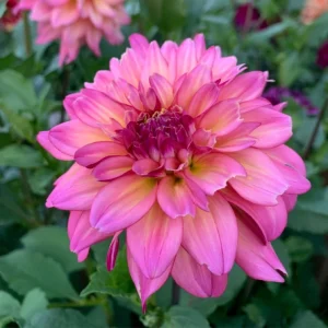 Bahama Mama Dahlia Seeds - 40+ Pollinator Friendly Heirloom Flower Seed Mix - Image 18