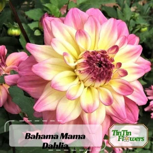 Bahama Mama Dahlia Seeds - 40+ Pollinator Friendly Heirloom Flower Seed Mix - Image 2