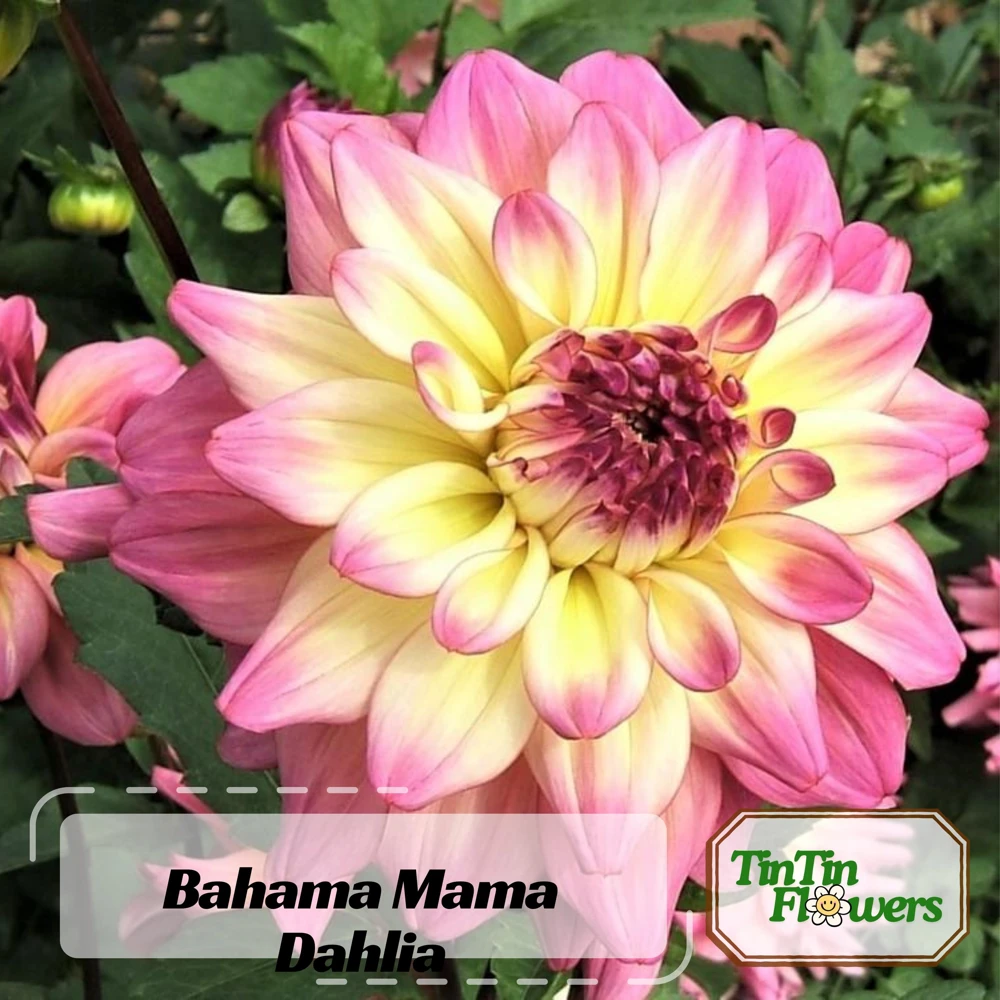 Bahama Mama Dahlia Seeds - 40+ Pollinator Friendly Heirloom Flower Seed Mix - Image 2