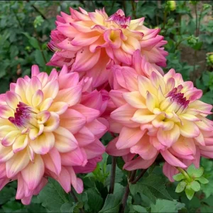 Bahama Mama Dahlia Seeds - 40+ Pollinator Friendly Heirloom Flower Seed Mix - Image 3