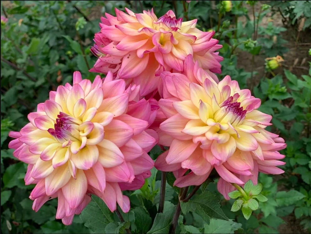 Bahama Mama Dahlia Seeds - 40+ Pollinator Friendly Heirloom Flower Seed Mix - Image 3