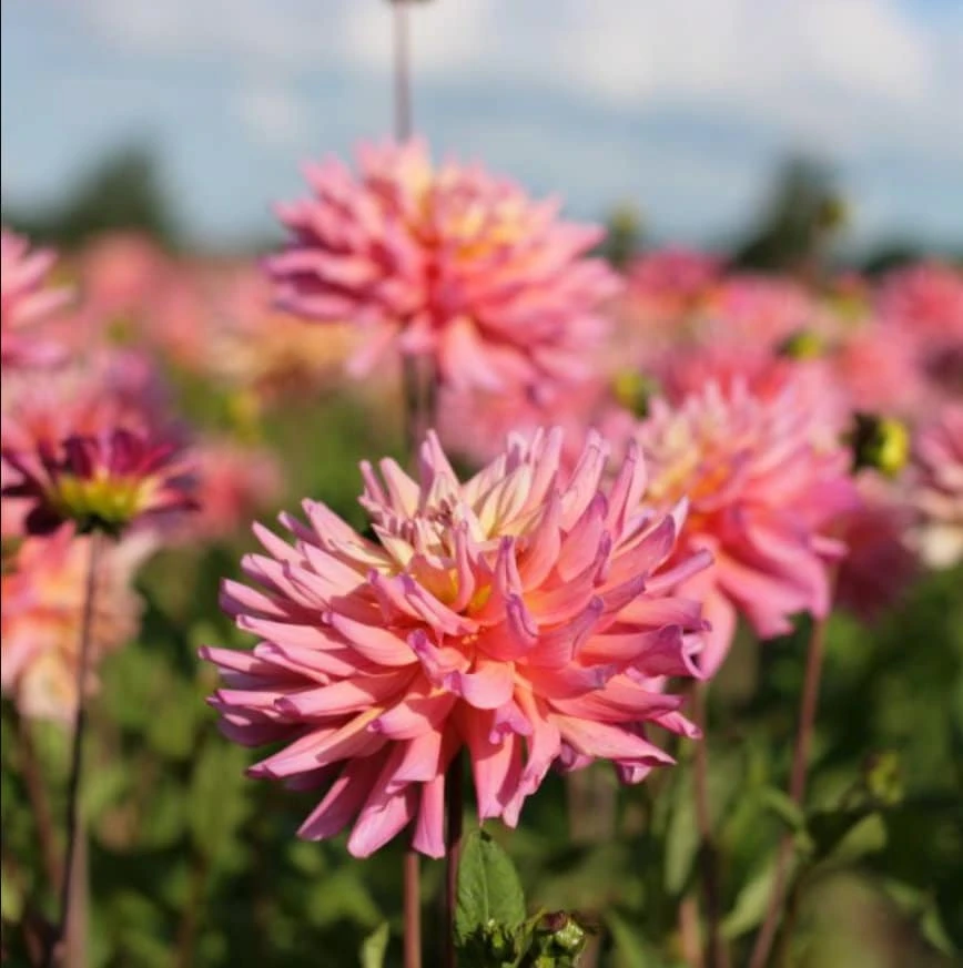 Bahama Mama Dahlia Seeds - 40+ Pollinator Friendly Heirloom Flower Seed Mix - Image 4