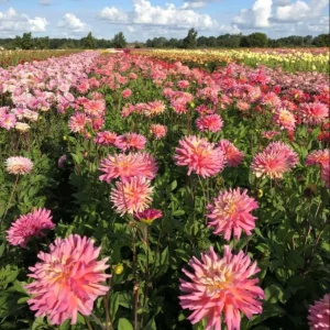 Bahama Mama Dahlia Seeds - 40+ Pollinator Friendly Heirloom Flower Seed Mix - Image 5