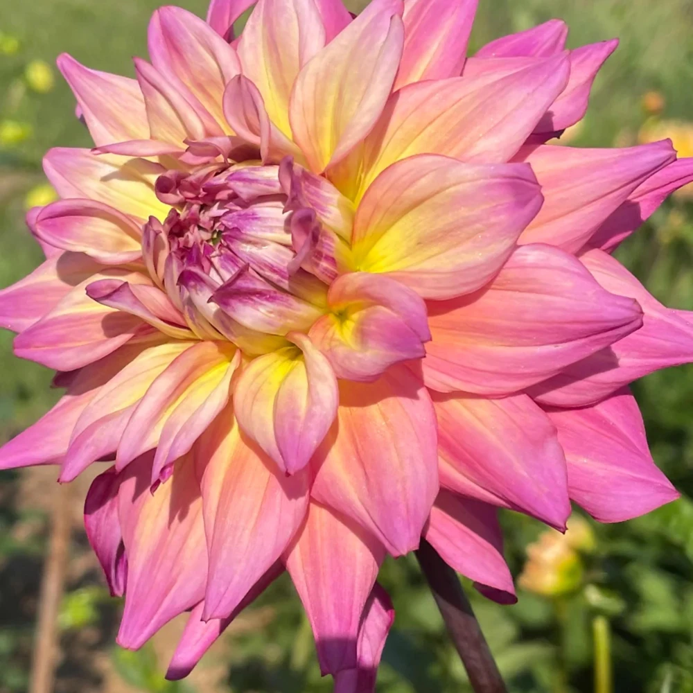 Bahama Mama Dahlia Seeds - 40+ Pollinator Friendly Heirloom Flower Seed Mix - Image 6