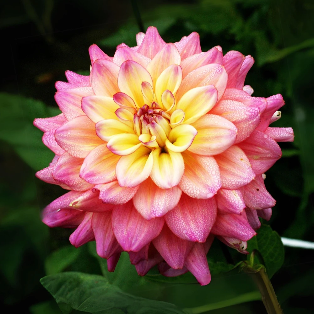 Bahama Mama Dahlia Seeds - 40+ Pollinator Friendly Heirloom Flower Seed Mix - Image 8