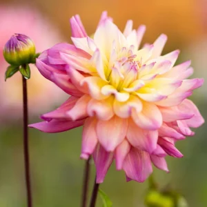 Bahama Mama Dahlia Seeds - 40+ Pollinator Friendly Heirloom Flower Seed Mix - Image 9