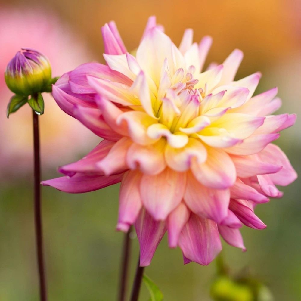 Bahama Mama Dahlia Seeds - 40+ Pollinator Friendly Heirloom Flower Seed Mix - Image 9