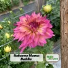 Bahama Mama Dahlia Seeds - 40+ Pollinator Friendly Heirloom Flower Seed Mix - Image 1