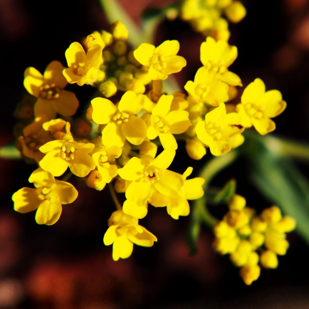Basket of Gold Alyssum Seeds - Aurinia saxatilis - Bright Yellow Perennial - 20 Seeds - Image 2