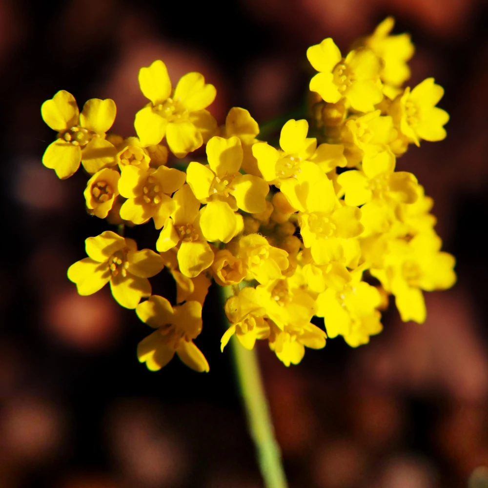 Basket of Gold Alyssum Seeds - Aurinia saxatilis - Bright Yellow Perennial - 20 Seeds - Image 3
