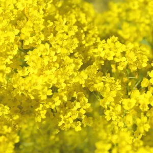 Basket of Gold Alyssum Seeds - Aurinia saxatilis - Bright Yellow Perennial - 20 Seeds - Image 4