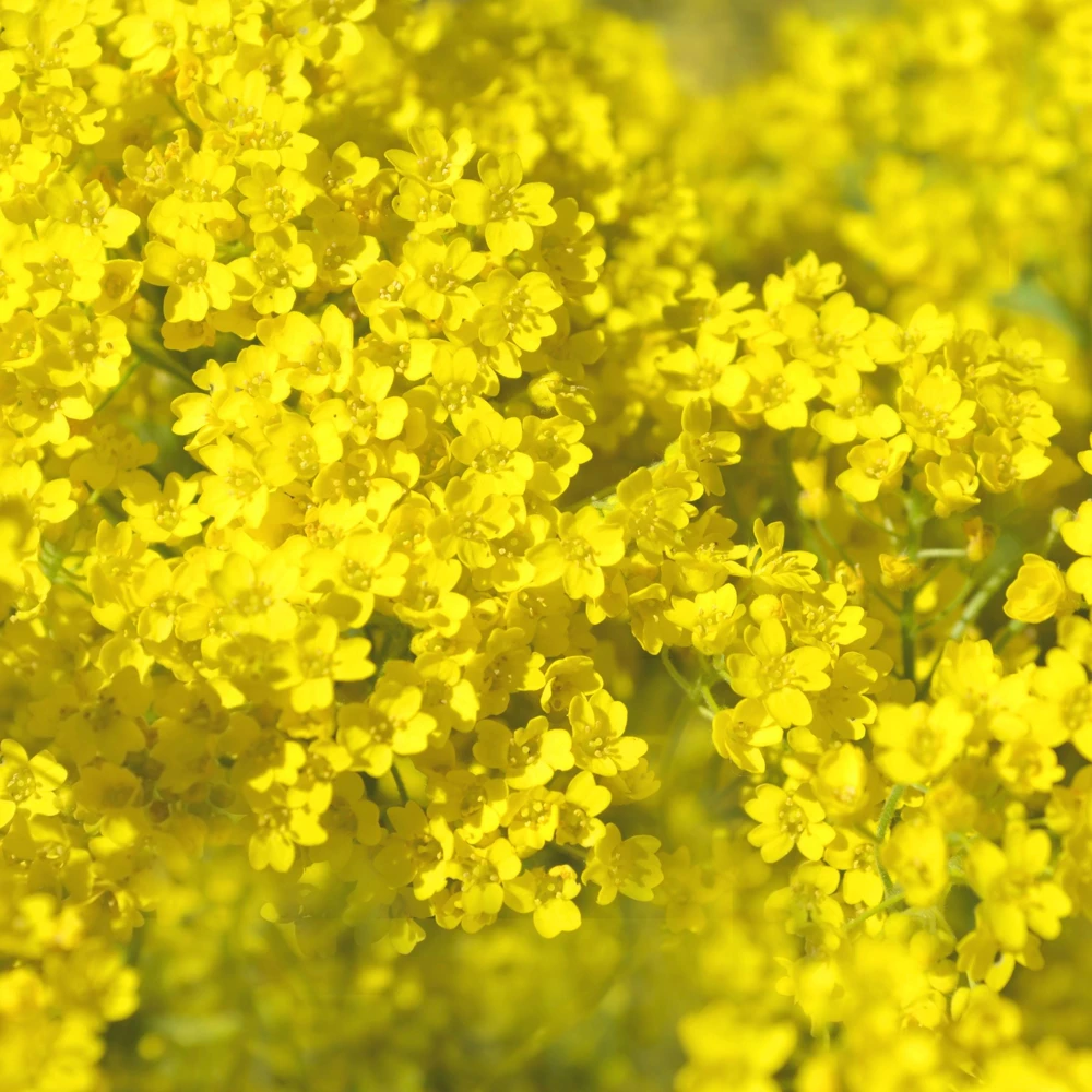 Basket of Gold Alyssum Seeds - Aurinia saxatilis - Bright Yellow Perennial - 20 Seeds - Image 4