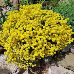 Basket of Gold Alyssum Seeds - Aurinia saxatilis - Bright Yellow Perennial - 20 Seeds - Image 5