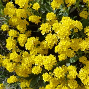 Basket of Gold Alyssum Seeds - Aurinia saxatilis - Bright Yellow Perennial - 20 Seeds - Image 6