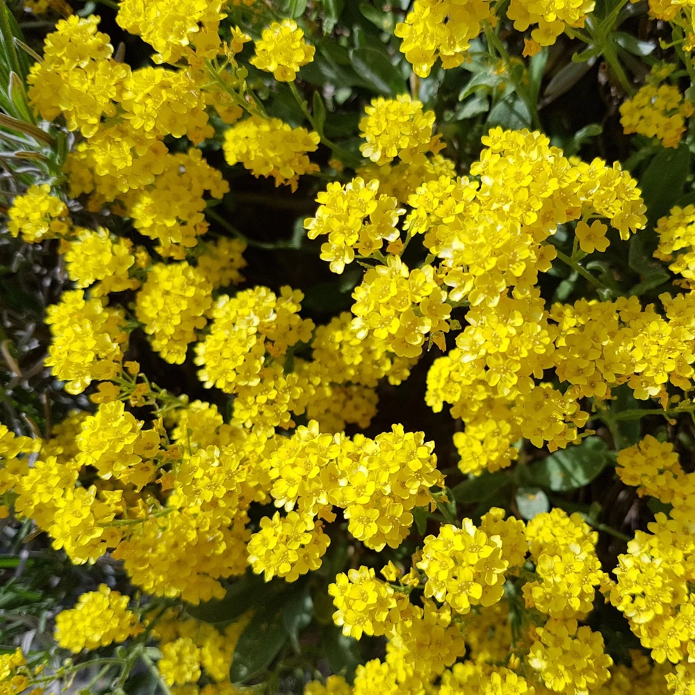 Basket of Gold Alyssum Seeds - Aurinia saxatilis - Bright Yellow Perennial - 20 Seeds - Image 6
