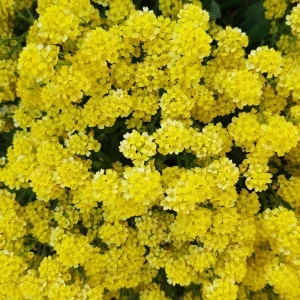 Basket of Gold Alyssum Seeds - Aurinia saxatilis - Bright Yellow Perennial - 20 Seeds - Image 7