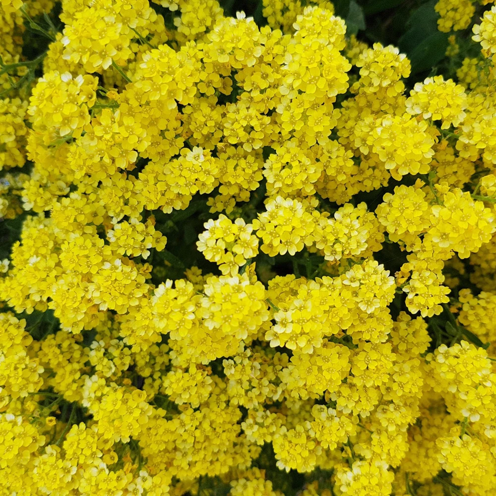 Basket of Gold Alyssum Seeds - Aurinia saxatilis - Bright Yellow Perennial - 20 Seeds - Image 7