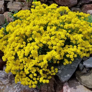 Basket of Gold Alyssum Seeds - Aurinia saxatilis - Bright Yellow Perennial - 20 Seeds - Image 8