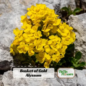 Basket of Gold Alyssum Seeds - Aurinia saxatilis - Bright Yellow Perennial - 20 Seeds - Image 1