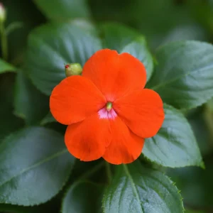 Beacon Orange Impatiens Seeds - Bright Orange Shade Garden Flowers - 20 Seeds - Image 10