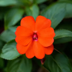 Beacon Orange Impatiens Seeds - Bright Orange Shade Garden Flowers - 20 Seeds - Image 11
