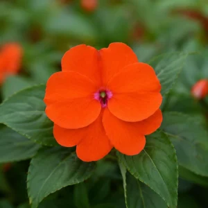 Beacon Orange Impatiens Seeds - Bright Orange Shade Garden Flowers - 20 Seeds - Image 12