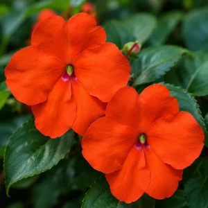 Beacon Orange Impatiens Seeds - Bright Orange Shade Garden Flowers - 20 Seeds - Image 2