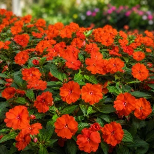 Beacon Orange Impatiens Seeds - Bright Orange Shade Garden Flowers - 20 Seeds - Image 3