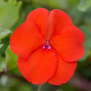 Beacon Orange Impatiens Seeds - Bright Orange Shade Garden Flowers - 20 Seeds - Image 5