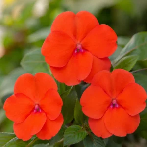 Beacon Orange Impatiens Seeds - Bright Orange Shade Garden Flowers - 20 Seeds - Image 6