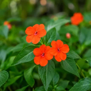 Beacon Orange Impatiens Seeds - Bright Orange Shade Garden Flowers - 20 Seeds - Image 7