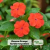 Beacon Orange Impatiens Seeds - Bright Orange Shade Garden Flowers - 20 Seeds - Image 1