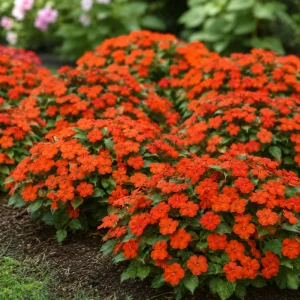 Beacon Orange Impatiens Seeds - Bright Orange Shade Garden Flowers - 20 Seeds - Image 8