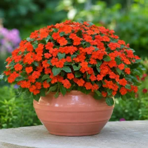 Beacon Orange Impatiens Seeds - Bright Orange Shade Garden Flowers - 20 Seeds - Image 9