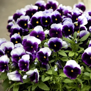 Beaconsfield Pansy Seeds - Violet & Yellow Bicolor, 25 Seeds - Image 10