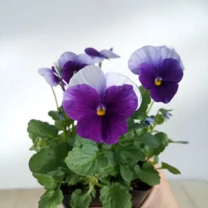 Beaconsfield Pansy Seeds - Violet & Yellow Bicolor, 25 Seeds - Image 11