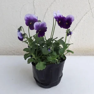 Beaconsfield Pansy Seeds - Violet & Yellow Bicolor, 25 Seeds - Image 12