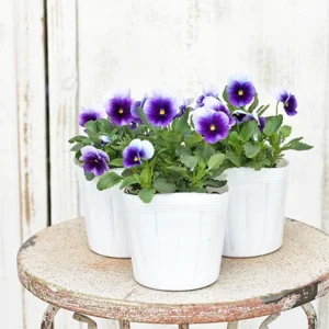 Beaconsfield Pansy Seeds - Violet & Yellow Bicolor, 25 Seeds - Image 13