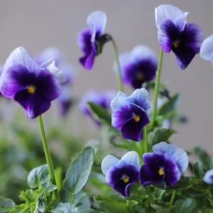 Beaconsfield Pansy Seeds - Violet & Yellow Bicolor, 25 Seeds - Image 15