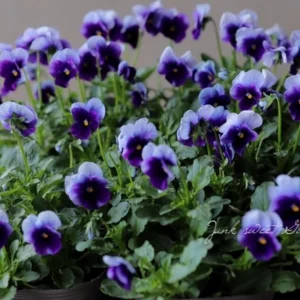 Beaconsfield Pansy Seeds - Violet & Yellow Bicolor, 25 Seeds - Image 2