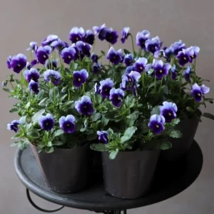 Beaconsfield Pansy Seeds - Violet & Yellow Bicolor, 25 Seeds - Image 4