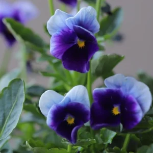 Beaconsfield Pansy Seeds - Violet & Yellow Bicolor, 25 Seeds - Image 5