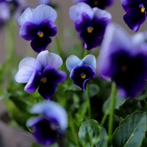 Beaconsfield Pansy Seeds - Violet & Yellow Bicolor, 25 Seeds - Image 6