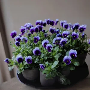 Beaconsfield Pansy Seeds - Violet & Yellow Bicolor, 25 Seeds - Image 8