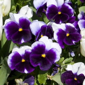 Beaconsfield Pansy Seeds - Violet & Yellow Bicolor, 25 Seeds - Image 9
