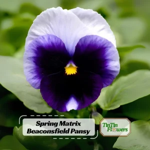 Beaconsfield Pansy Seeds - Violet & Yellow Bicolor, 25 Seeds - Image 1